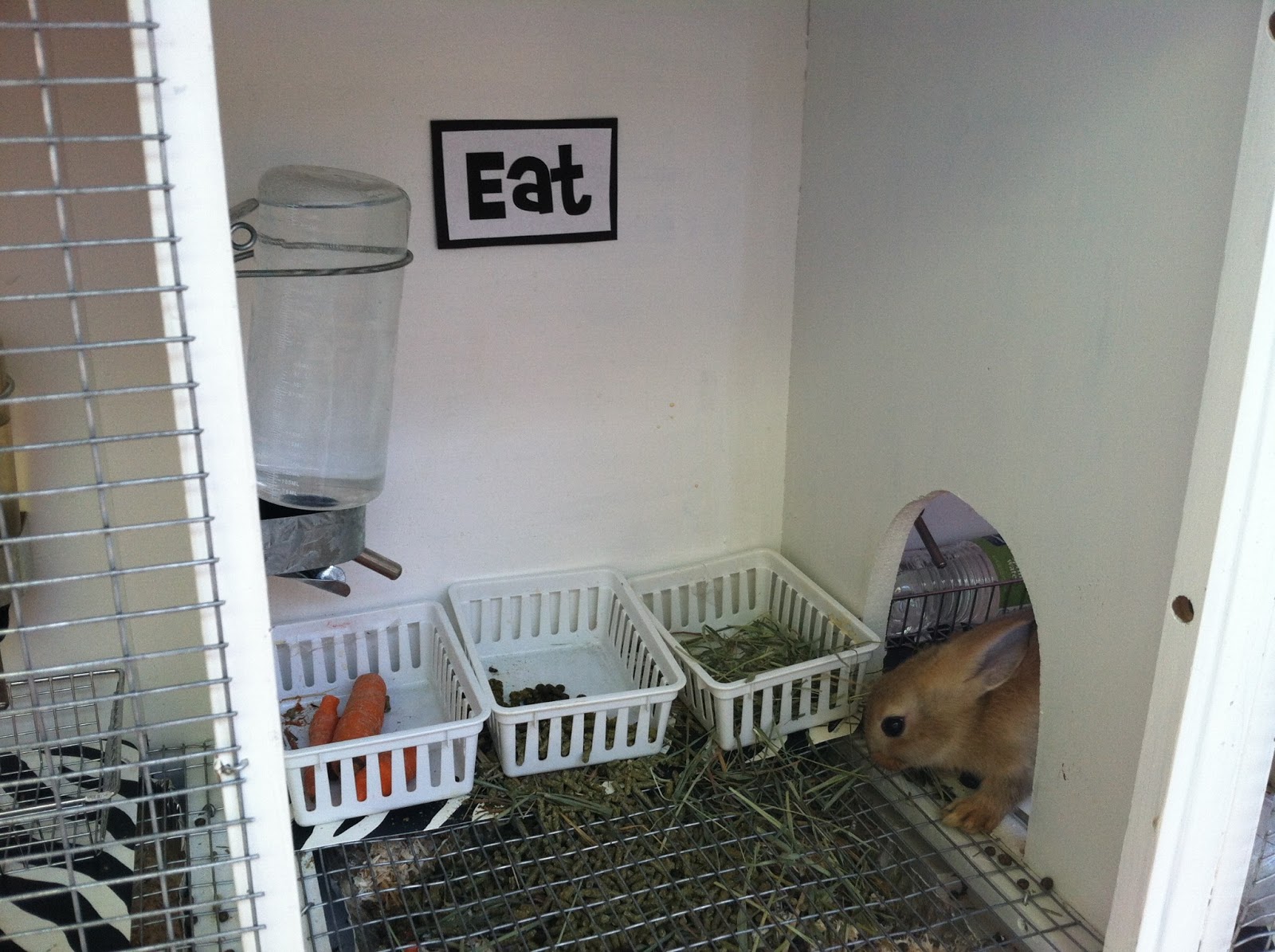 So many types of Windex, so little time... Building a rabbit hutch...